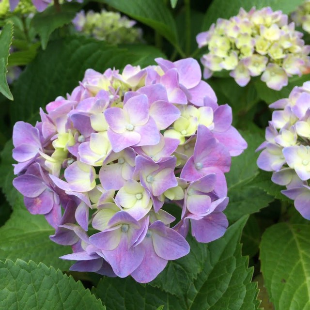 梅雨の花　紫陽花（あじさい）